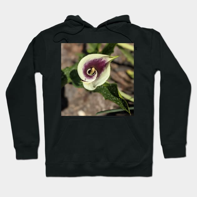 Calla Lily From the Top Photographic Image Hoodie by AustaArt